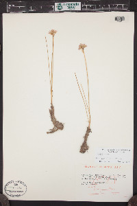 Allium geyeri image