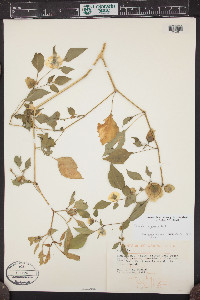 Physalis virginiana image