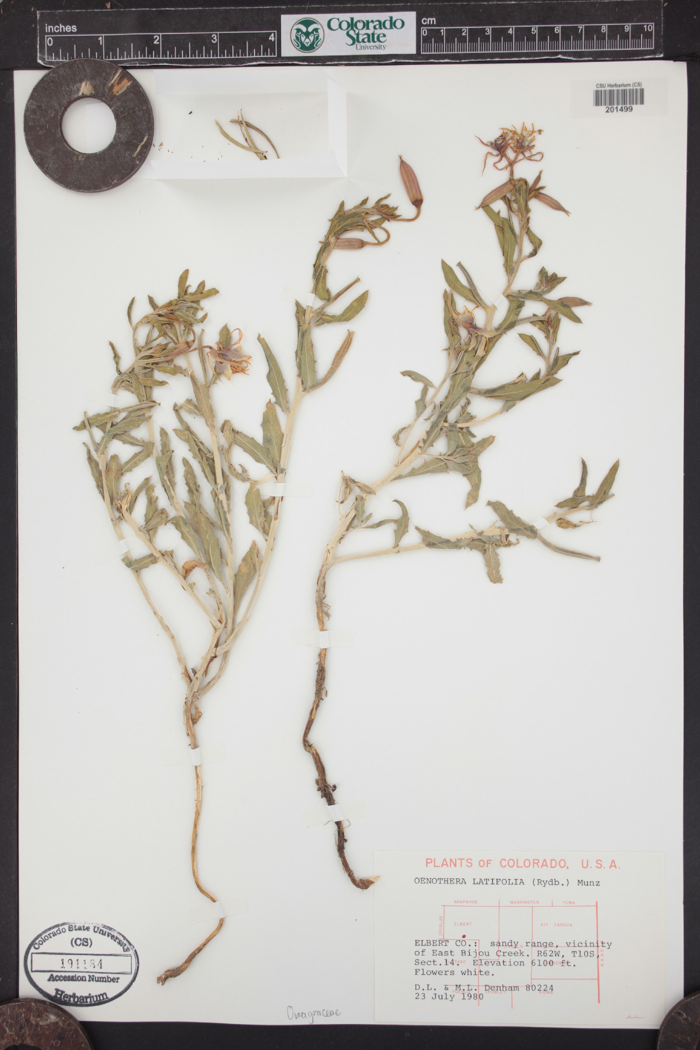 Oenothera latifolia image