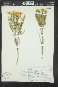 Lorandersonia linifolia image