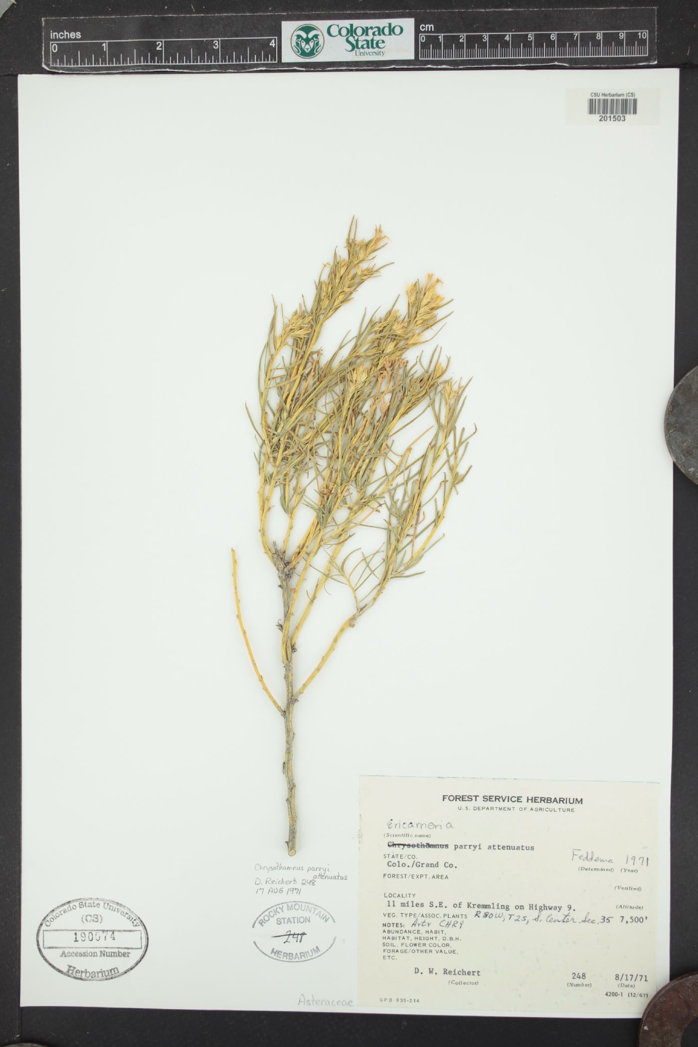 Ericameria parryi var. attenuata image
