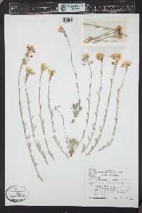 Physaria ovalifolia subsp. alba image