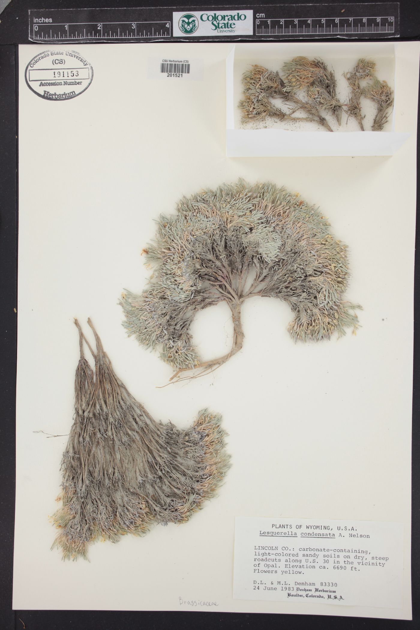 Physaria nelsonii image