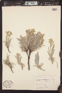 Oreocarya suffruticosa image