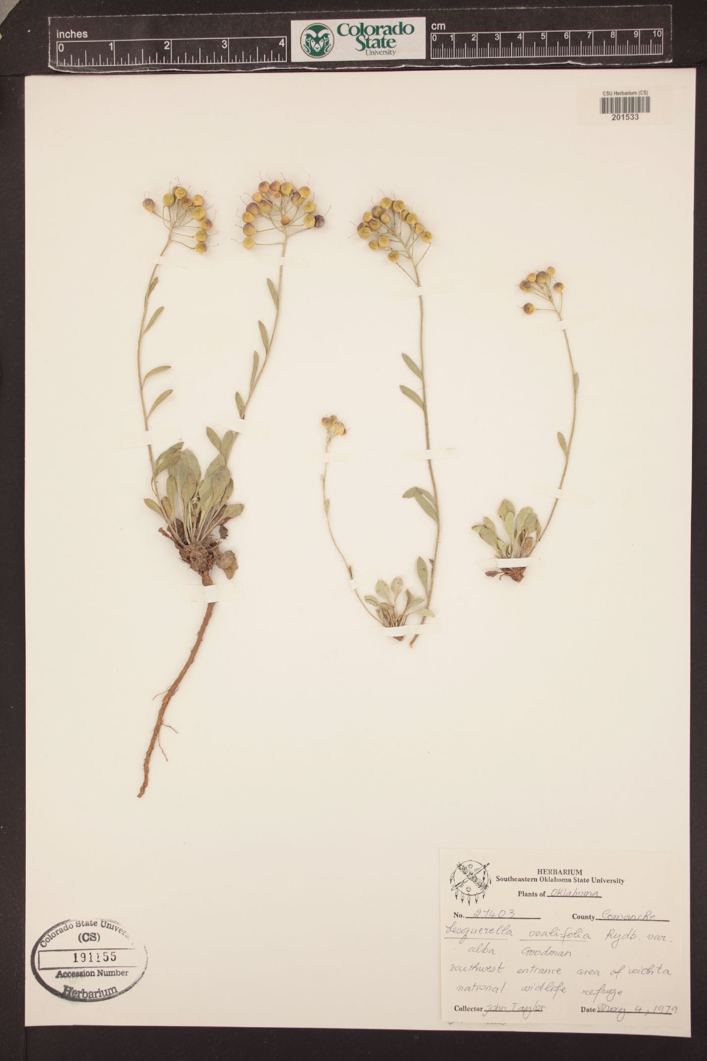 Physaria ovalifolia subsp. alba image