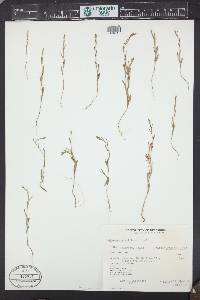 Polygonum sawatchense image