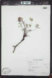 Potentilla concinna image