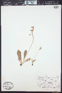 Dodecatheon pulchellum image