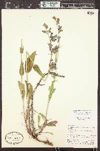Penstemon mensarum image
