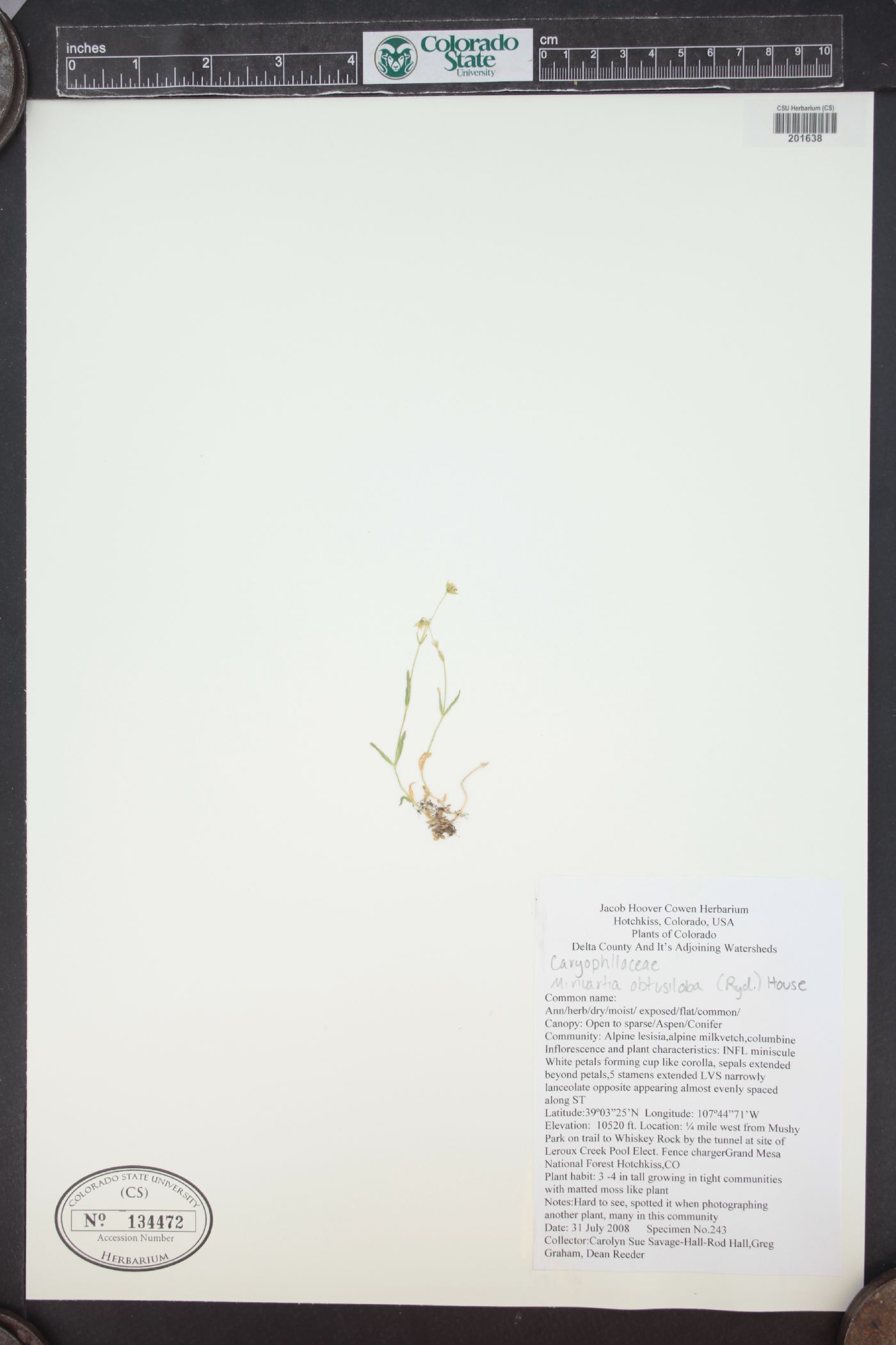 Cherleria obtusiloba image