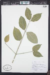Image of Euonymus melananthus