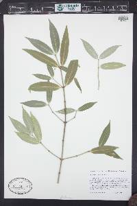Image of Euonymus lanceolatus