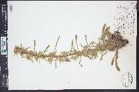Oreocarya virgata image