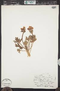 Trollius laxus image