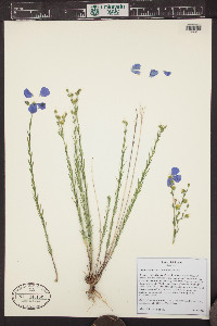 Linum lewisii image