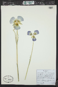 Calochortus gunnisonii image