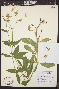 Silene latifolia image