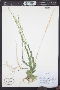 Arabis pycnocarpa image