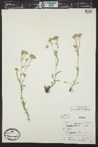 Symphyotrichum spathulatum image