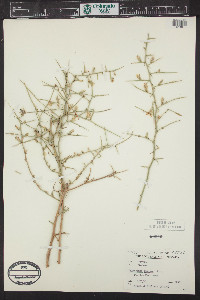 Stephanomeria spinosa image