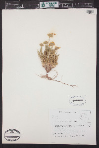 Tetraneuris acaulis image