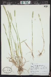 Hordeum pusillum image