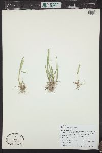 Hordeum pusillum image