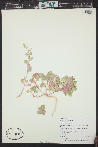 Atriplex saccaria image