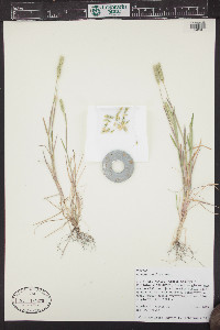 Hordeum pusillum image