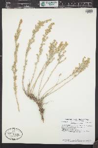 Artemisia frigida image