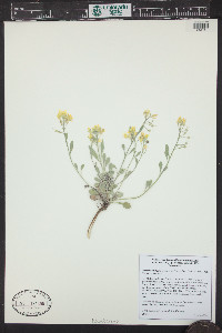 Physaria vitulifera image