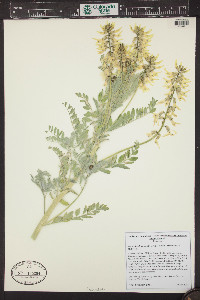 Astragalus drummondii image