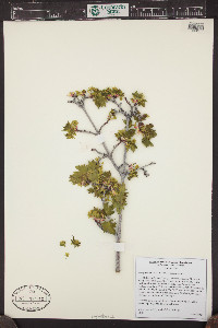 Acer glabrum image