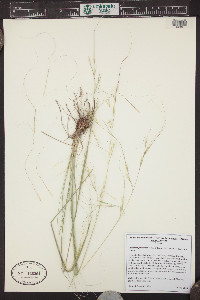 Hesperostipa comata image