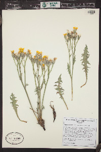 Crepis occidentalis image