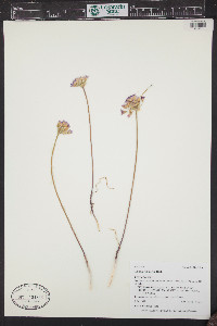 Allium acuminatum image