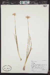 Allium geyeri image