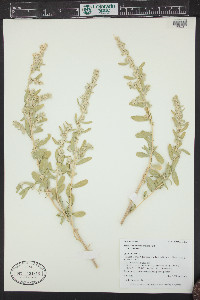 Atriplex canescens var. canescens image