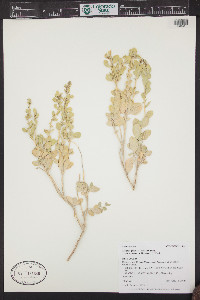 Atriplex gardneri var. cuneata image