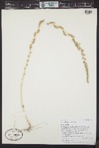 Bassia hyssopifolia image