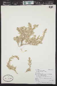 Atriplex gardneri image