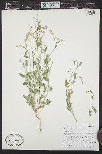 Chenopodium atrovirens image