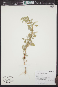 Chenopodium berlandieri image