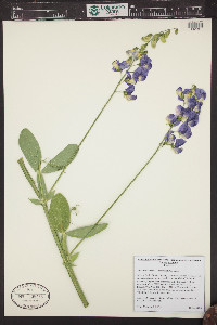 Lathyrus latifolius image