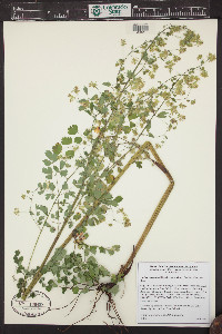 Thalictrum fendleri image