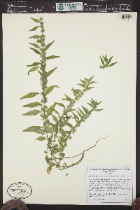 Parietaria pensylvanica image