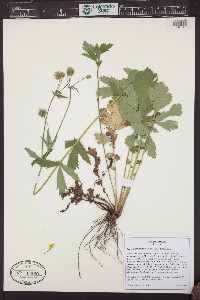 Geum macrophyllum image