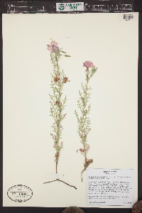 Oenothera coronopifolia image