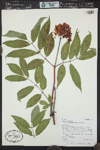 Sambucus racemosa subsp. racemosa image