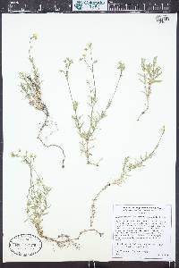 Cerastium arvense subsp. strictum image
